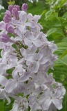 Windsong_201906_RBG_MLD_2