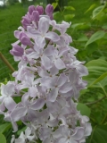 Windsong_201906_RBG_MLD_3