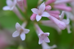 WOLFII PINK
