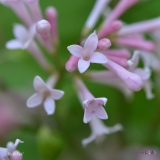 WOLFII_PINK_2019_LM_CF