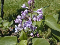 Wonderblue_2003_HP_MM__DM_2