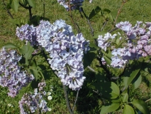 Wonderblue_2003_HP_MM__DM_3