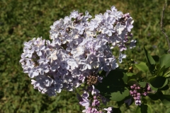 Wonderblue_2013_HP_TP_2