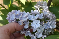 Wonderblue_2013_TedC_TP