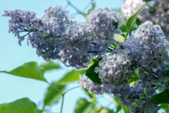 Wonderblue_201405_AK_OD