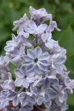Wonderblue_2016_TRD_TP_15