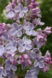Wonderblue_2016_TRD_TP_16