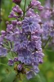 Wonderblue_2016_TRD_TP_21