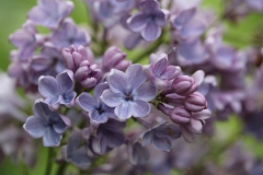 Wonderblue_2016_TRD_TP_7