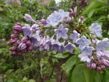 Wonderblue_20190507_LP_MLD_2