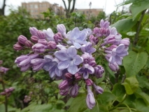 Wonderblue_20190507_LP_MLD_3