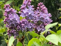 Wonderblue_2019_Washington_MAE_1