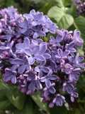 Wonderblue_2019_Washington_MAE_3