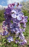 Wonderblue_20200511_DA_MLD_1