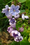 Wonderblue_20200514_MLD_MLD
