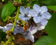 Wonderblue_20200517_MLD_MLD