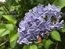 Wonderblue_2020_Washington_MAE