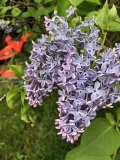 Wonderblue_2020_Washington_MAE_4