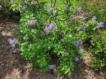 Wonderblue_20210428_NYBG_MLD_1