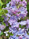 Wonderblue_20210428_NYBG_MLD_2