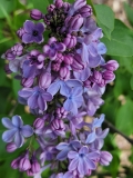 Wonderblue_20210428_NYBG_MLD_3