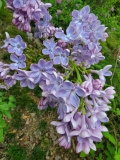 Wonderblue_20220503_MLD_MLD_1