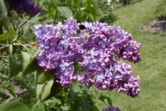 Woodland Blue