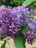 Woodland_Blue_2021_IN