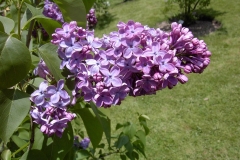 Woodland_Blue_BP__MW