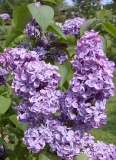 Woodland_Blue_BP__MW_2