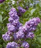 Woodland_Blue_BP__MW_3