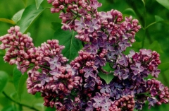 Woodland_Blue_MF_FM