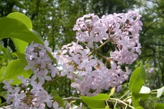 Woodland Violet