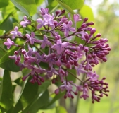 Woodland_Violet_201705_RBG_NS_1