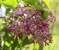 Woodland_Violet_201705_RBG_NS_2