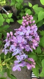 Woodland_Violet_20200521_MP_KA