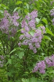 Woodland_Violet_CH_1