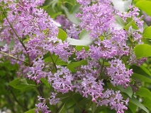 Woodland_Violet_CH_2