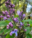 Woodland_20230427_HKLG_MLD