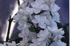 Xiang Xue