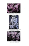 Xiang_Xue_2007_BBG_HC_2