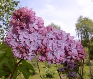 Yubileinaya_Shtanko__Mikhailov_2006_BPMW