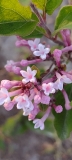 Yuki-usagi_20240421_DC_DC_1