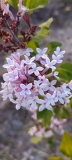Yuki-usagi_20240421_DC_DC_2