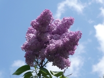 Zarya_Kommunizma_20180523_RAS_MLD_3