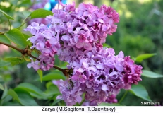 Zarya_2024_Russia_SB_1