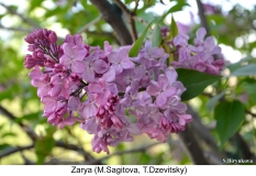 Zarya_2024_Russia_SB_2