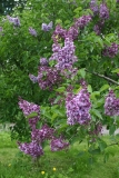 1_Zashchitnikam_Moskvy_MSU_TP__GB_1