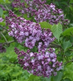 1_Zashchitnikam_Moskvy_MSU_TP__GB_3