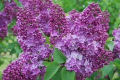 Zemzariene